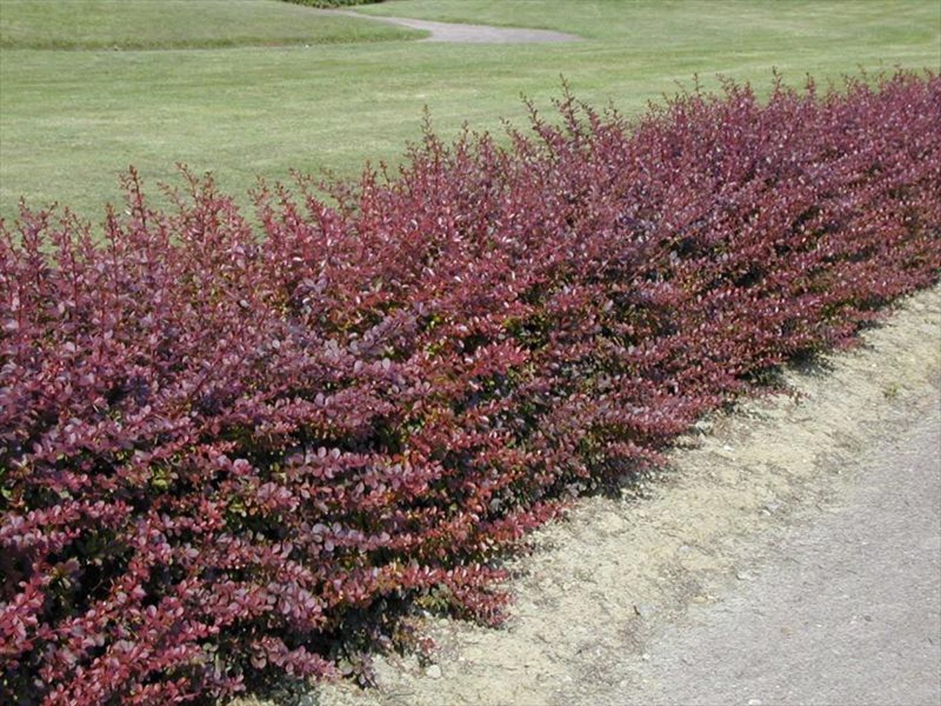Berberis thunb. 'Atropurpurea' - 40-60 CM bare root 1/2 3-5 branche